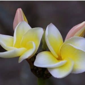 plumeria branca 5 sementes 0969 e1496862416403