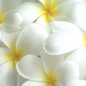 plumeria branca 5 sementes 1361 e1496862456154