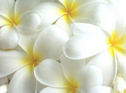 plumeria branca 5 sementes 1361 e1496862456154