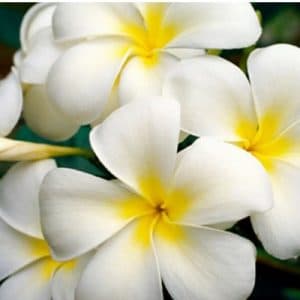 plumeria branca 5 sementes 1865 e1496862435538