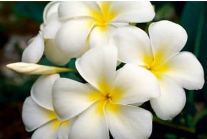 plumeria branca 5 sementes 1865 e1496862435538