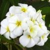 Plumeria Branca: 5 Sementes