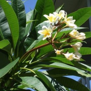 plumeria branca 5 sementes 9158 e1496862471928