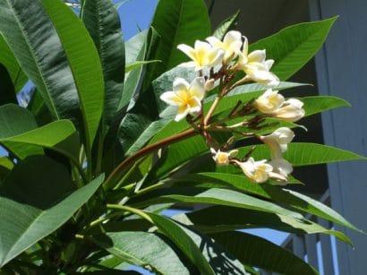 plumeria branca 5 sementes 9158 e1496862471928