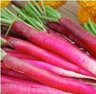 rabanete longo 50 sementes 9450 e1496857422731