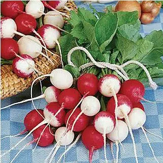 rabanete rajado 50 sementes 0868 e1496857341322