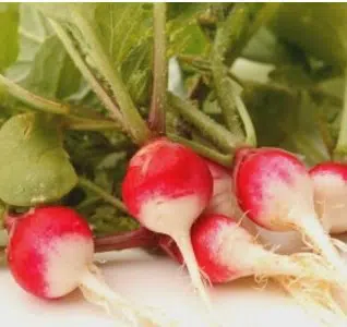 rabanete rajado 50 sementes 9980 e1496857279896