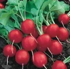 rabanete vermelho 50 sementes 1730 e1496858217131