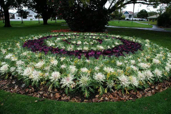 repolho ornamental 50 sementes 2035 e1496085555147