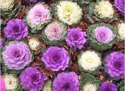 repolho ornamental 50 sementes 7049 e1496085443239