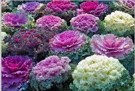 repolho ornamental 50 sementes 8739 e1496085520264