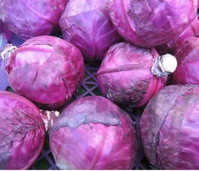 repolho roxo 50 sementes 4804 e1496085733270