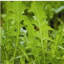 sementes de almeirao verde 1684 e1494728620732