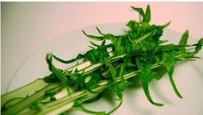 sementes de almeirao verde 4377 e1494728656597