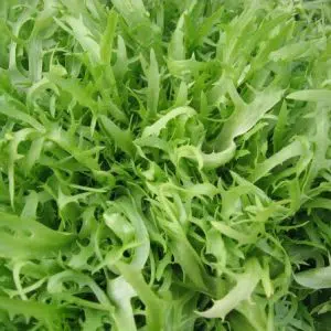 sementes de almeirao verde 4997 e1494728542959