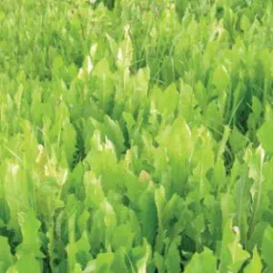 sementes de almeirao verde 9190 e1494728588104