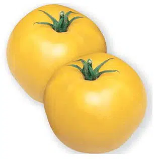 sementes de tomate jubileu 0624 e1496866554413