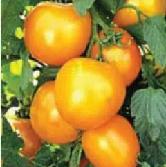 sementes de tomate jubileu 2916 e1496866604729