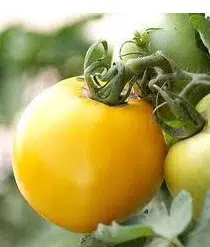 sementes de tomate jubileu 2920 e1496866583152