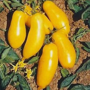 tomate banana 20 sementes 1048 e1496867920299