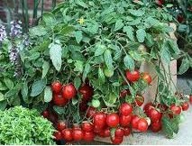 tomate cereja samambaia 20 sementes 1302 e1496867457218