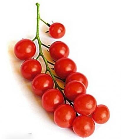 tomate cereja samambaia 20 sementes 1478 e1496867751913