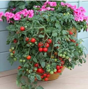 tomate cereja samambaia 20 sementes 2374 e1496867731468