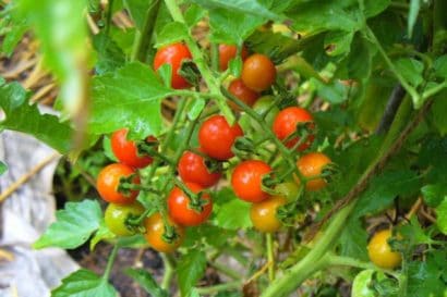 Tomate Cereja Samambaia: 20 Sementes