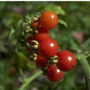 tomate cereja samambaia 20 sementes 4109 e1496867474547