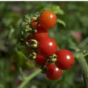 tomate cereja samambaia 20 sementes 4109 e1496867474547