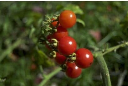 tomate cereja samambaia 20 sementes 4109 e1496867474547