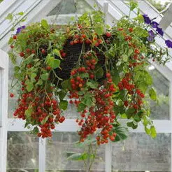 tomate cereja samambaia 20 sementes 4690 e1496867636726