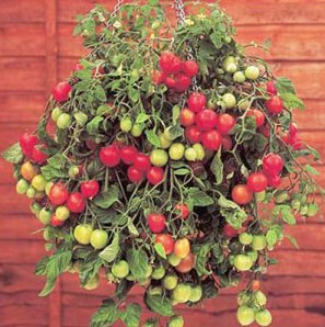 Tomate Cereja Samambaia: 20 Sementes