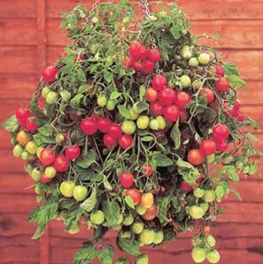 tomate cereja samambaia 20 sementes 4867 e1496867684852