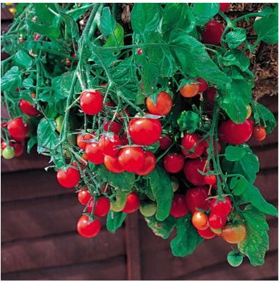 tomate cereja samambaia 20 sementes 4986 e1496867783449