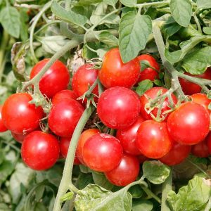 Tomate Cereja Samambaia: 20 Sementes