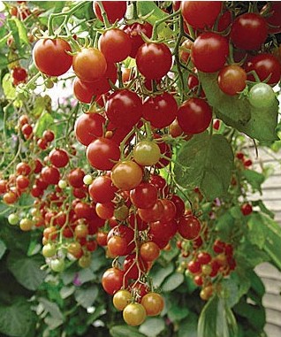 tomate cereja samambaia 20 sementes 5470 e1496867707879
