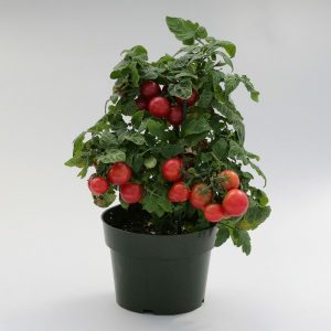 tomate cereja samambaia 20 sementes 6427