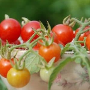 tomate cereja samambaia 20 sementes 7624 e1496867564346