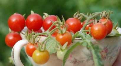 tomate cereja samambaia 20 sementes 7624 e1496867564346