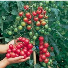 tomate cereja samambaia 20 sementes 8494 e1496867616229