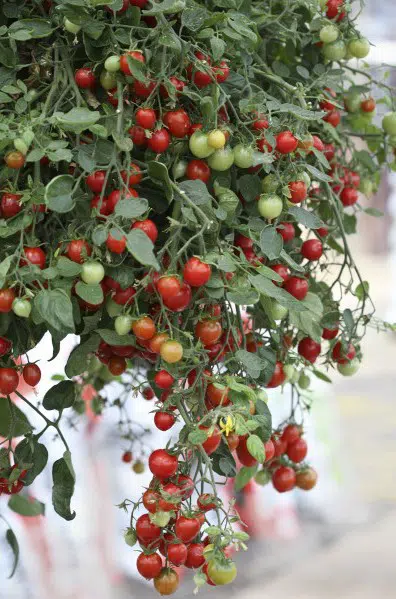 tomate cereja samambaia 20 sementes 8720 e1496867546665