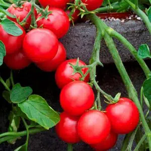 tomate cereja samambaia 20 sementes 9017 e1496867515821