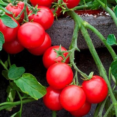 tomate cereja samambaia 20 sementes 9017 e1496867515821