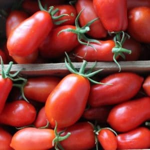 tomate san marzano 20 sementes 0090 e1496866722939