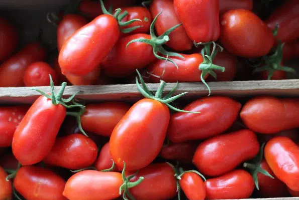 tomate san marzano 20 sementes 0090 e1496866722939