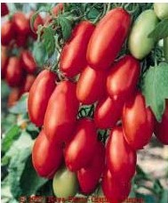 tomate san marzano 20 sementes 0972 e1496866963185