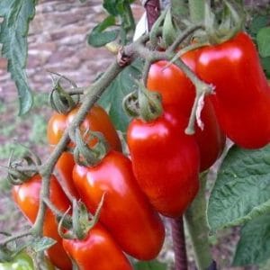 tomate san marzano 20 sementes 2782 e1496866790401