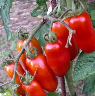 tomate san marzano 20 sementes 2782 e1496866790401