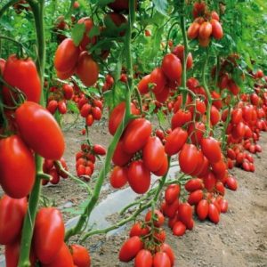 tomate san marzano 20 sementes 4401 e1496866745419